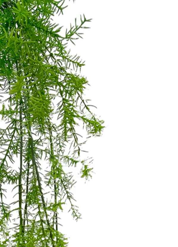Asparagus Sprenger Hanging Bush - Image 2