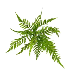 Cinnamon Fern