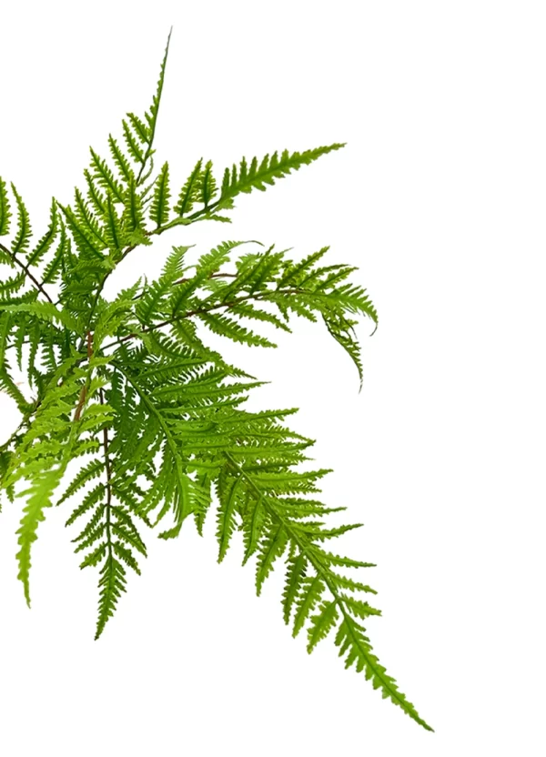 Cinnamon Fern - Image 2