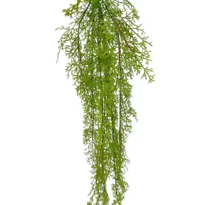 Hanging Moss Fern