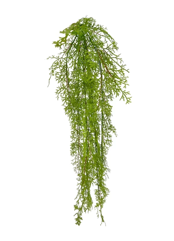 Hanging Moss Fern