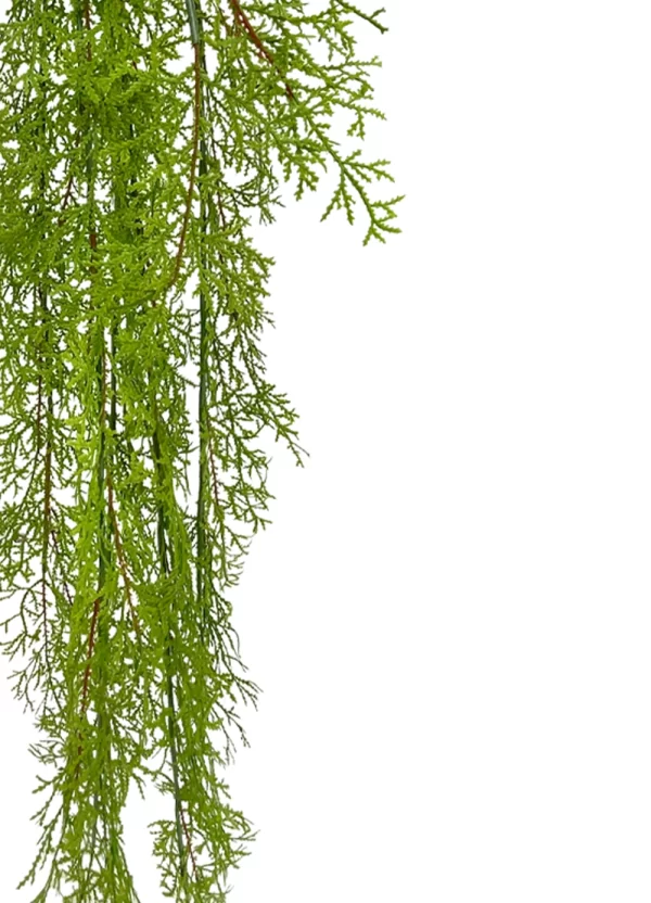 Hanging Moss Fern - Image 2