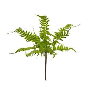 Lady Fern