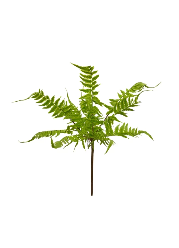 Lady Fern