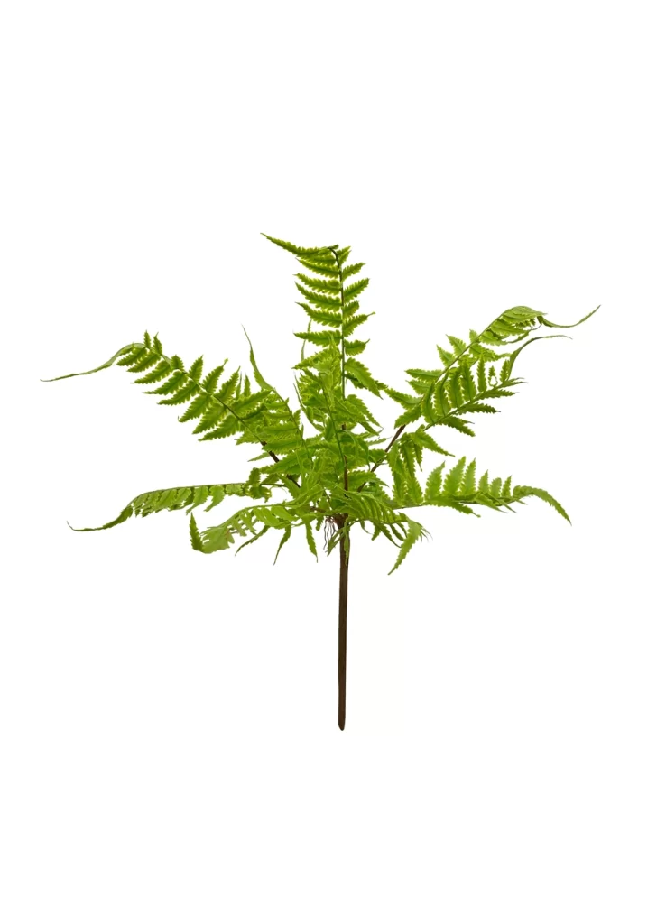 Lady Fern