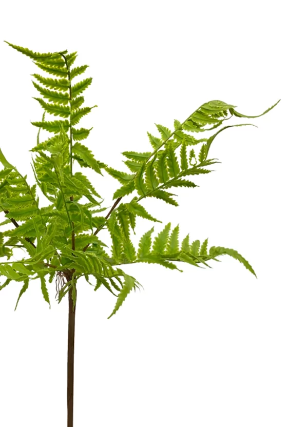 Lady Fern - Image 2