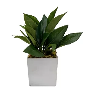 Pure Botanica