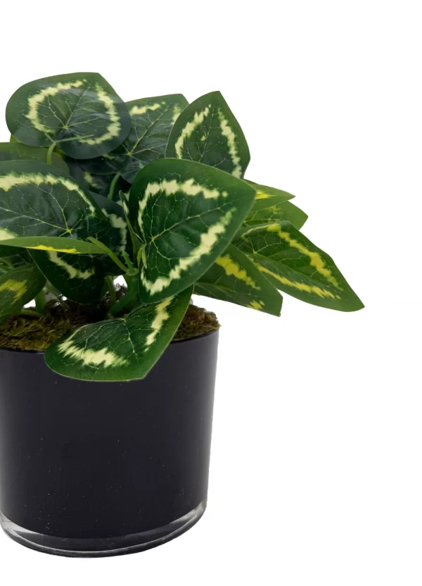 Tropical Haven - Image 2