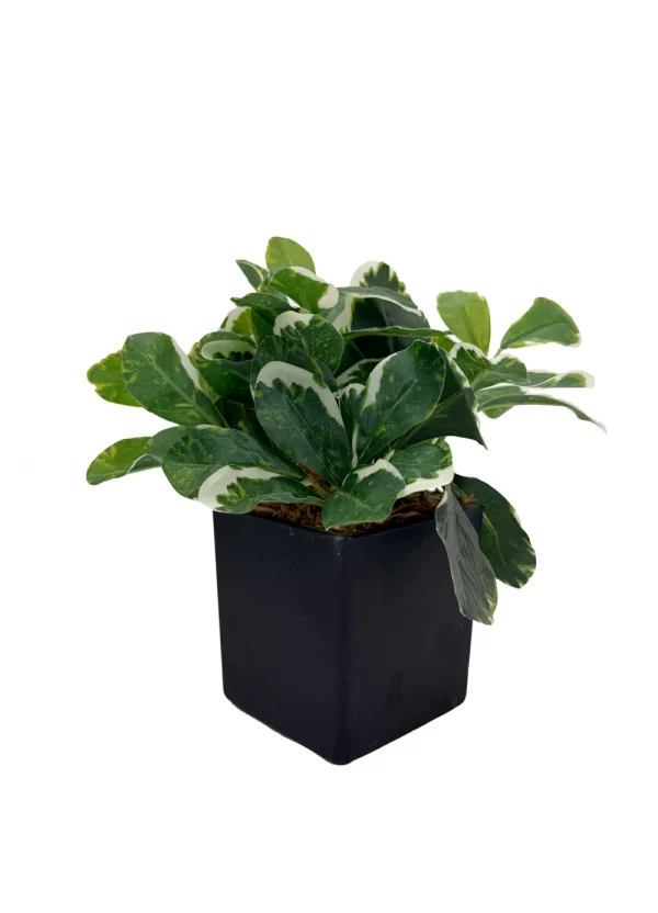 Verdant Edge - Image 3