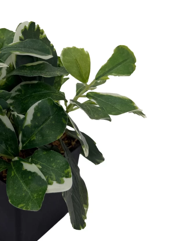 Verdant Edge - Image 2
